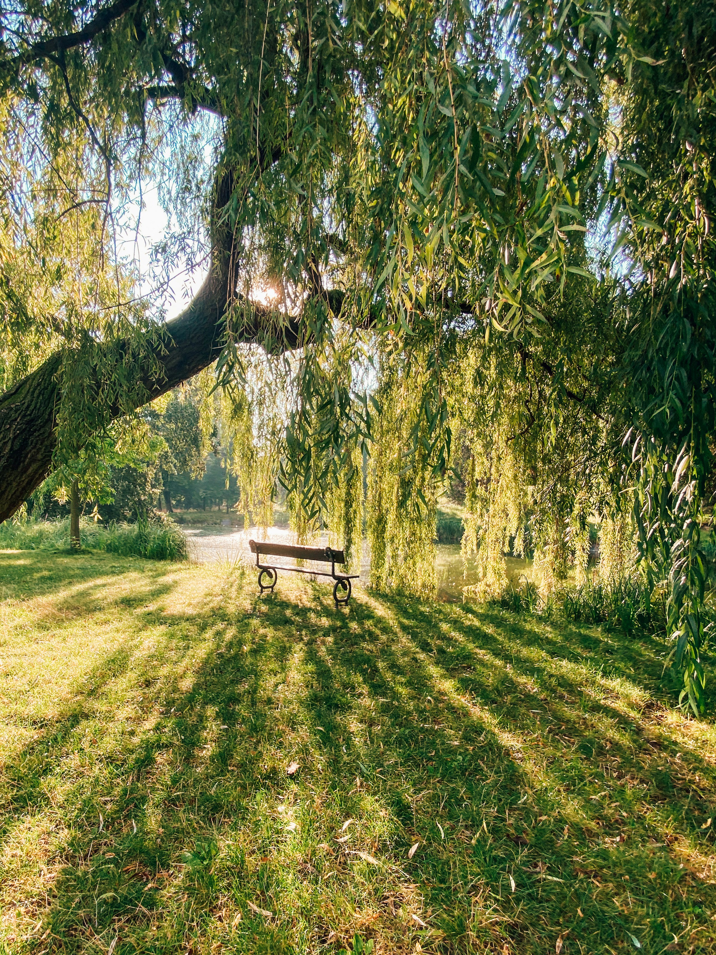A weeping willow tree shading a park bench in Hurlyvale, sunlight streaming through the branches.