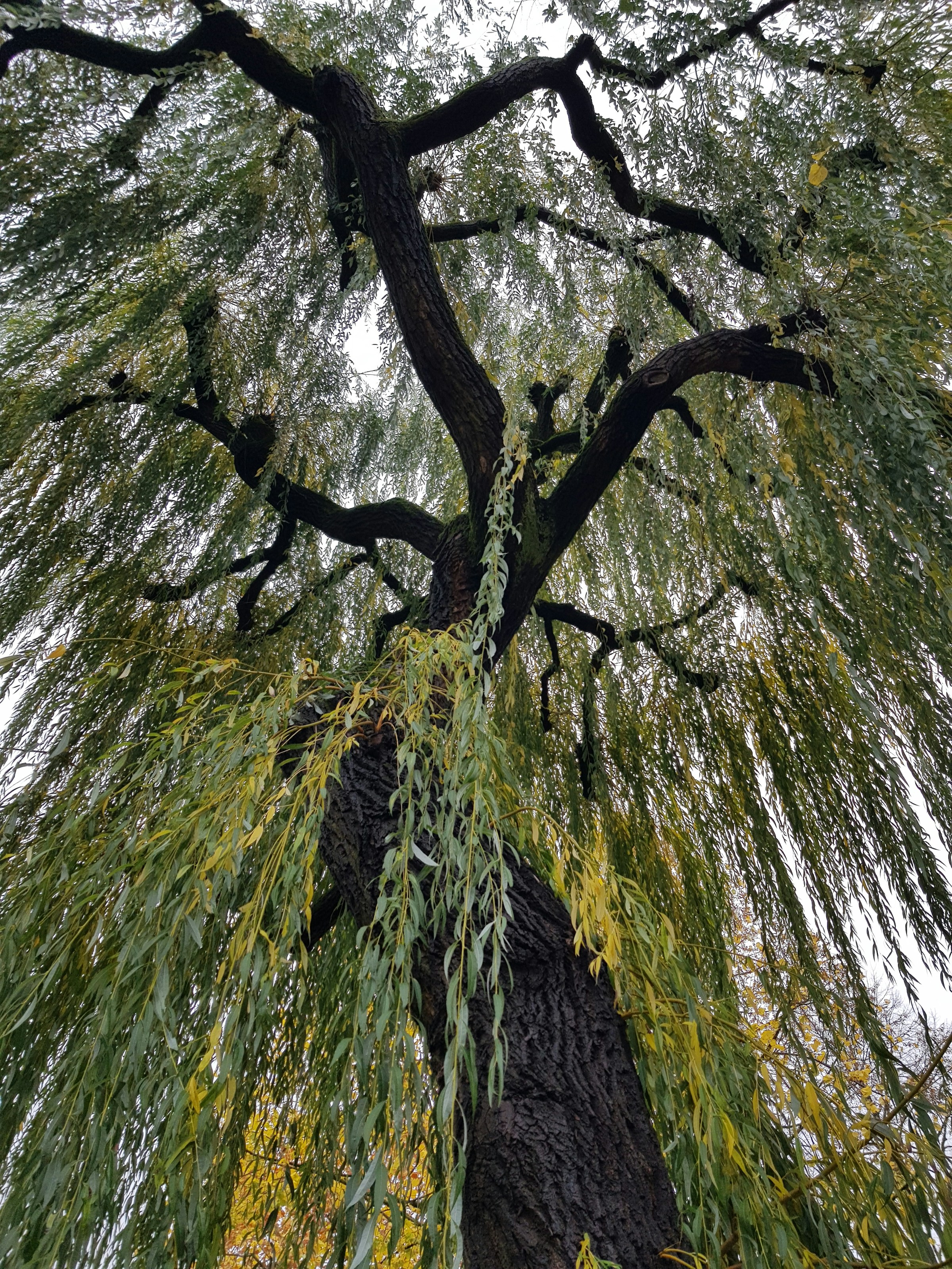 Looking up through the branches and canopy of a mature willow tree.